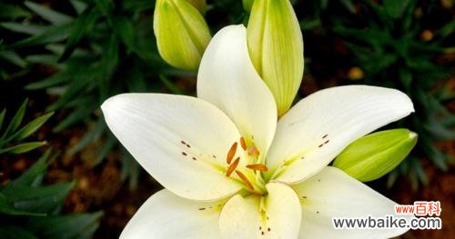 百合花语中的美好寓意与文化传承 香水百合的花语