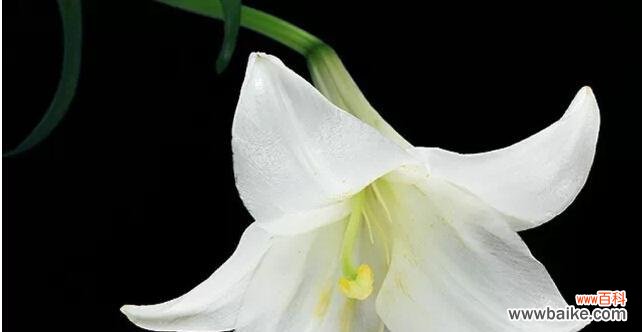 百合花语中的美好寓意与文化传承 香水百合的花语