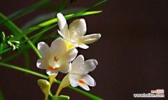 优雅的香雪兰，传递着爱与希望 香雪兰