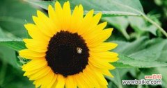 解读向日葵代表的各种含义和象征意义 向日葵