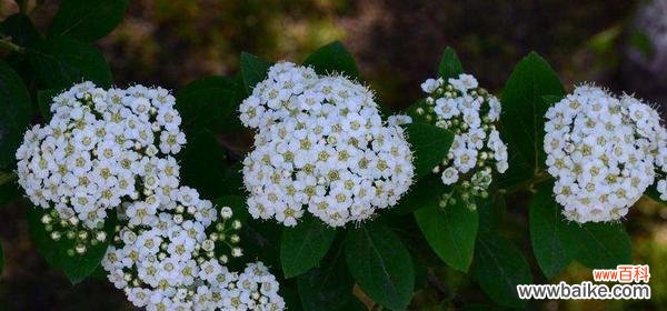 香雪球花语解读与传达的花艺之美 香雪球花语-寓意美好的爱情与友情