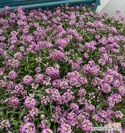 香雪球花语解读与传达的花艺之美 香雪球花语-寓意美好的爱情与友情