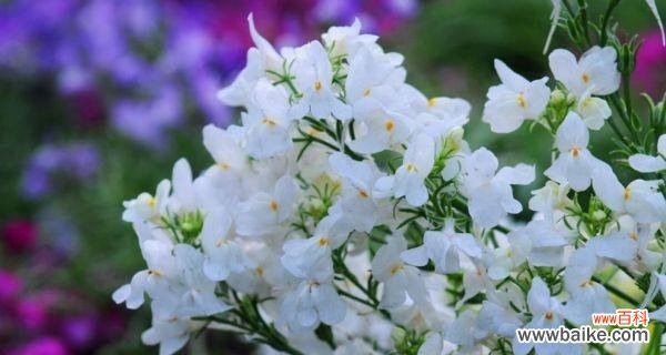 香雪球花语解读与传达的花艺之美 香雪球花语-寓意美好的爱情与友情