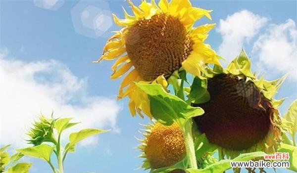阳光与希望的化身——向日葵 向日葵的花语和寓意