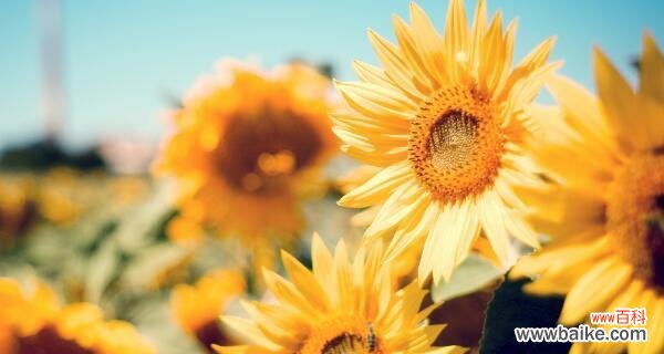 阳光与希望的化身——向日葵 向日葵的花语和寓意