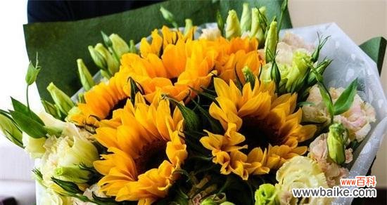 阳光与希望的象征——向日葵的含义与象征意义 向日葵的花语与寓意