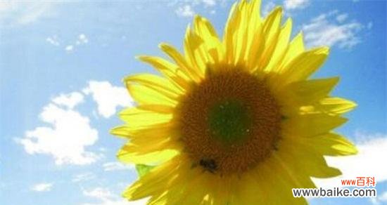 阳光与希望的象征——向日葵的含义与象征意义 向日葵的花语与寓意