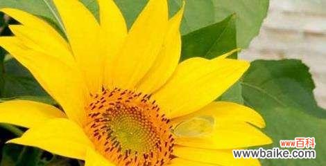 阳光与希望的象征——向日葵的含义与象征意义 向日葵的花语与寓意