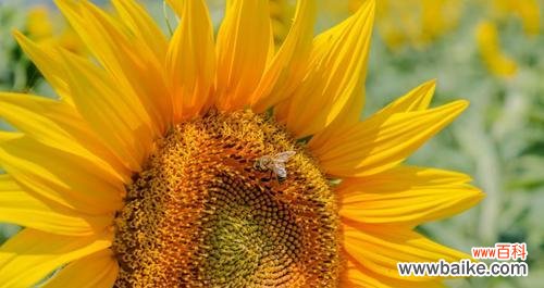 以阳光为中心的生命力与爱的表达 向日葵的象征意义与内涵