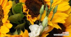 揭示向日葵独特的象征意义和传递的深刻信息 向日葵的寓意与花语