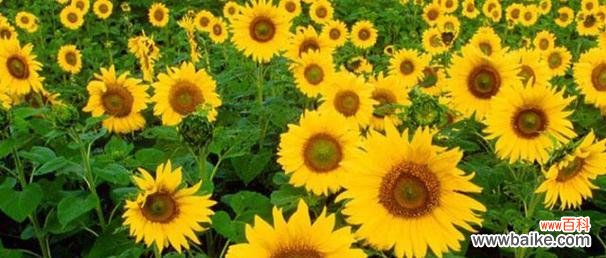 揭示向日葵独特的象征意义和传递的深刻信息 向日葵的寓意与花语