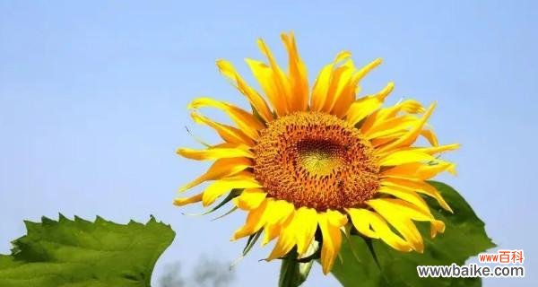 探索向日葵花语的深层含义，解读其象征的幸福与美好 向日葵的花语