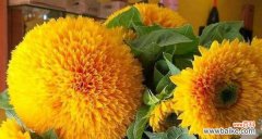 探寻向日葵花的象征意义和传达的情感 向日葵花的寓意及花语