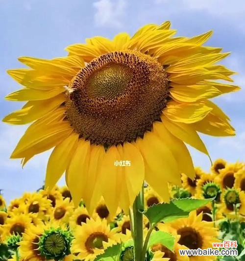 探寻向日葵花的象征意义和传达的情感 向日葵花的寓意及花语