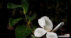 愉悦心灵的花朵——含笑花 以含笑花的寓意，感受快乐与希望