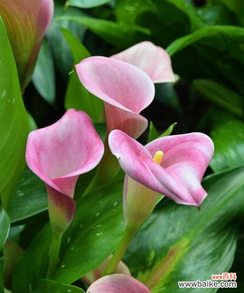 探秘海芋花的含义和魅力 海芋花的美丽与花语