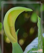 探秘海芋花的含义和魅力 海芋花的美丽与花语