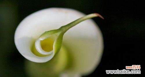 探秘海芋花的含义和魅力 海芋花的美丽与花语