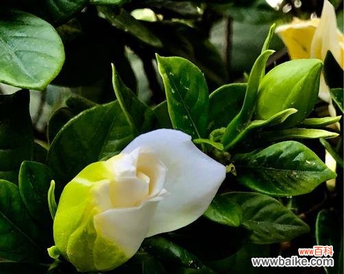 一朵娇小的含笑花 含笑花