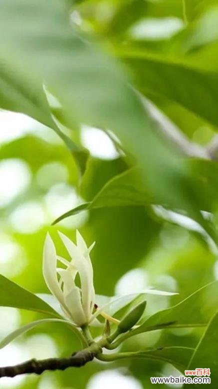 一朵娇小的含笑花 含笑花