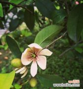 含笑花的美丽故事与深刻启示 以含笑花的代表寓意——传递快乐和希望的力量