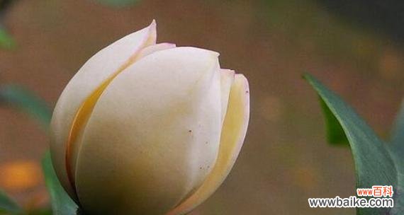 含笑花的美丽故事与深刻启示 以含笑花的代表寓意——传递快乐和希望的力量