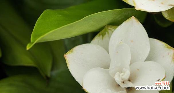 含笑花的美丽故事与深刻启示 以含笑花的代表寓意——传递快乐和希望的力量