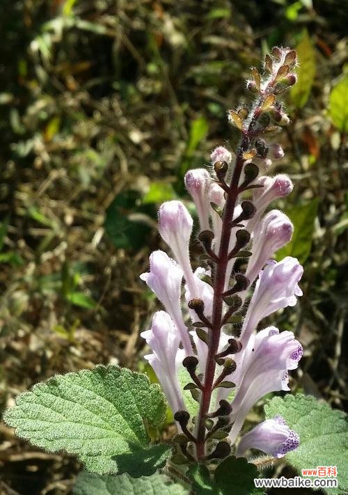 以韩信草的花语为启示 韩信草的花语