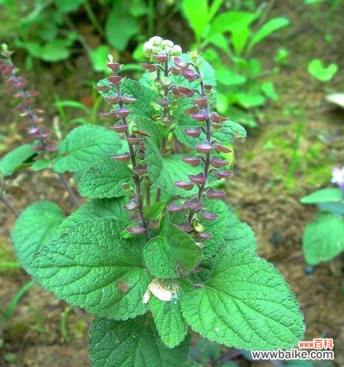 以韩信草的花语为启示 韩信草的花语