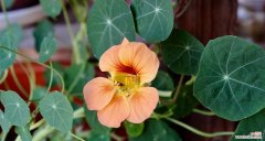 用花语感悟生活的智慧 旱金莲花语与人生哲理