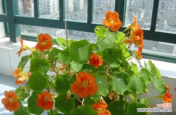 用花语感悟生活的智慧 旱金莲花语与人生哲理