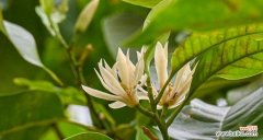 以花朵为语言 含笑花花语