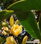 快乐开放的花园里 含笑花的童话故事