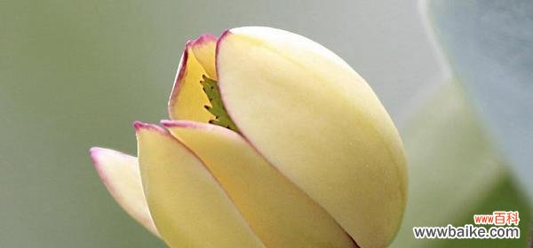 笑容的力量与愉悦心灵 含笑花的象征意义