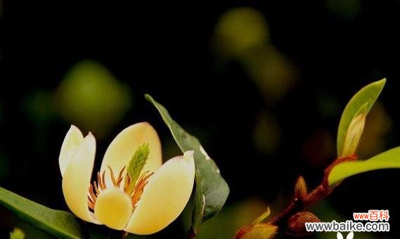 笑容的力量与愉悦心灵 含笑花的象征意义