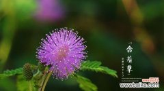 探寻含羞草花语的奥秘 含羞草的花语