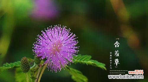 探寻含羞草花语的奥秘 含羞草的花语