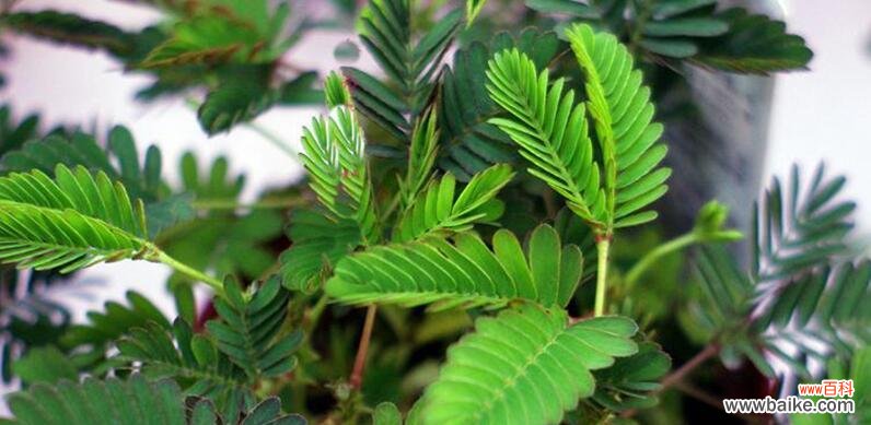 探寻含羞草花语的奥秘 含羞草的花语