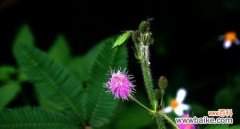 探寻含羞草的花语与心灵寓意之美 含羞草的花语与寓意