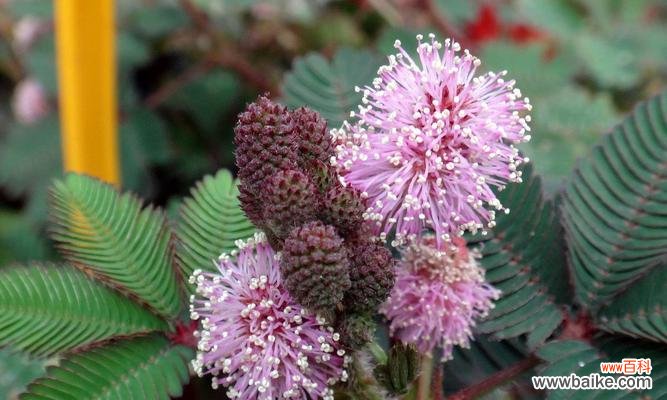 揭开含羞草的神秘面纱 含羞草花语的象征与寓意