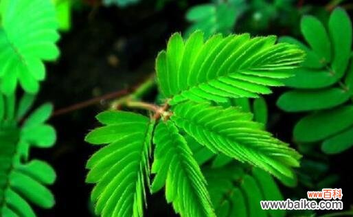 揭开含羞草的神秘面纱 含羞草花语的象征与寓意