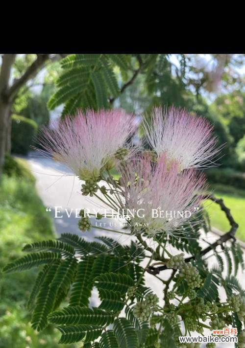 以合欢花为象征的团结与共融 合欢花的代表寓意