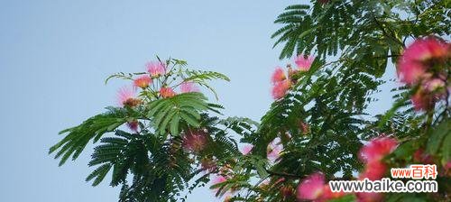 探索合欢花的文化内涵与传播力量 合欢花的象征意义