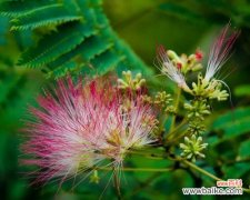 探索合欢花的文化内涵与传播力量 合欢花的象征意义