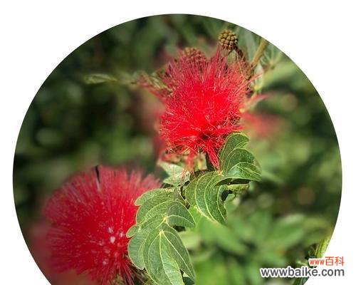 探索合欢花的文化内涵与传播力量 合欢花的象征意义