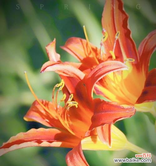 橘色花的含义是什么？橘色花在花语中有哪些特别的含义？