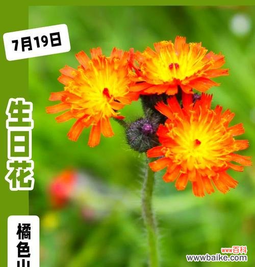 橘色花的含义是什么？橘色花在花语中有哪些特别的含义？