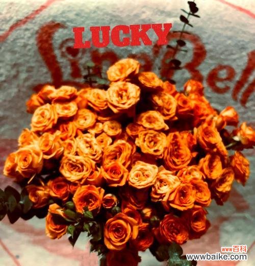 橘色花的含义是什么？橘色花在花语中有哪些特别的含义？