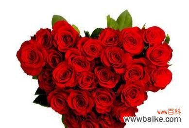 红色玫瑰花代表什么？红色玫瑰的特征有哪些？