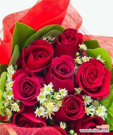 红色玫瑰花代表什么？红色玫瑰的特征有哪些？